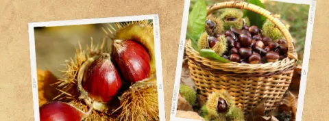 Castagne Castagne