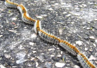 Ordinanza in materia di Sanità e Igiene per la prevenzione dei rischi da "Processionaria del Pino" Traumatocampa (Thaumetopea) Pityocampa nel territorio comunale